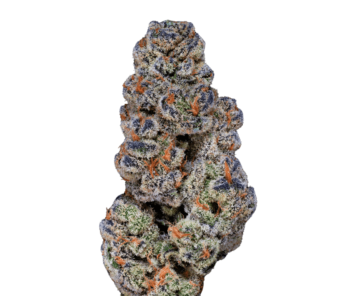 22/1 Amici BH - Blueberry Headband 22/1 Amici BH - Blueberry Headband