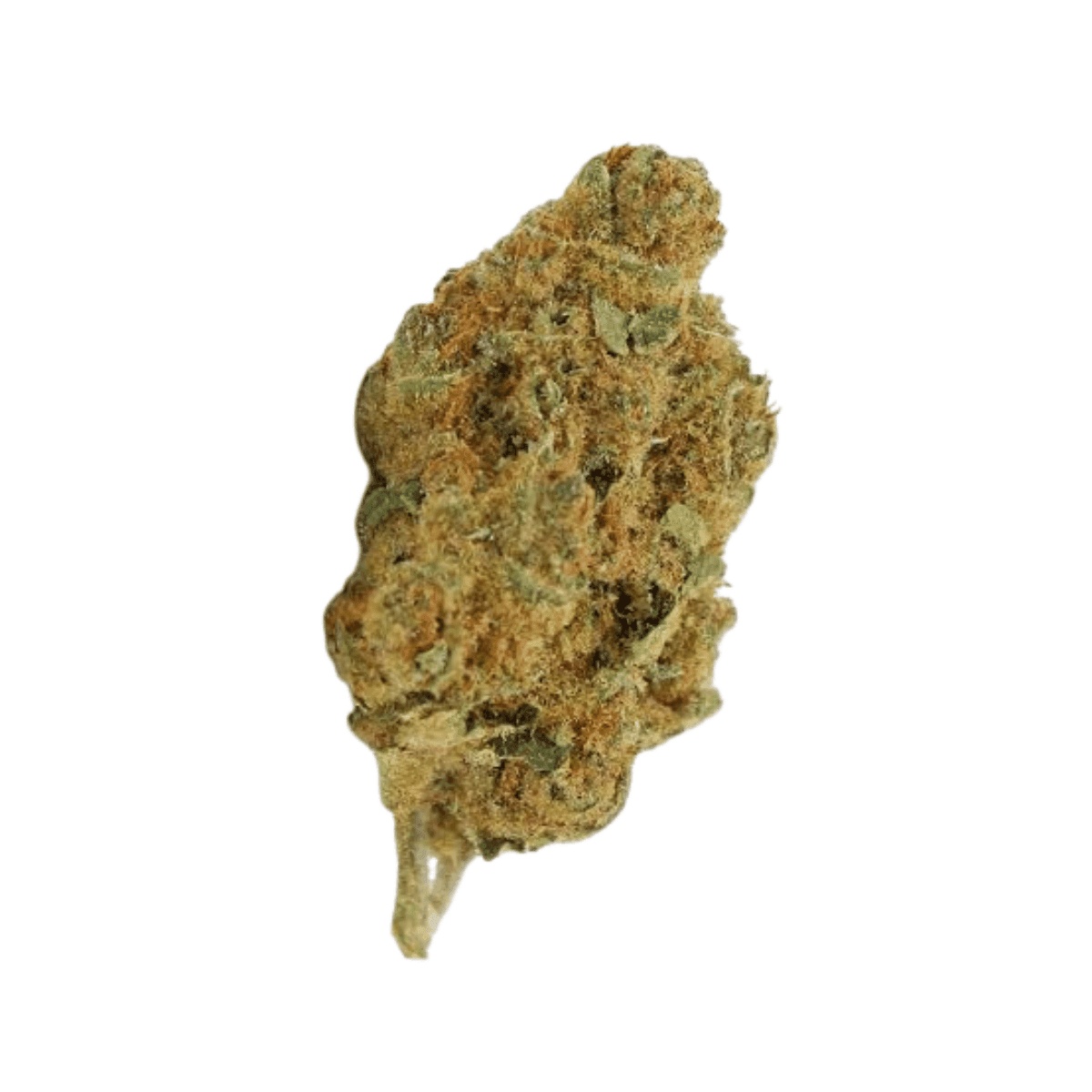24/1 Amici RBO - Rose Bomb