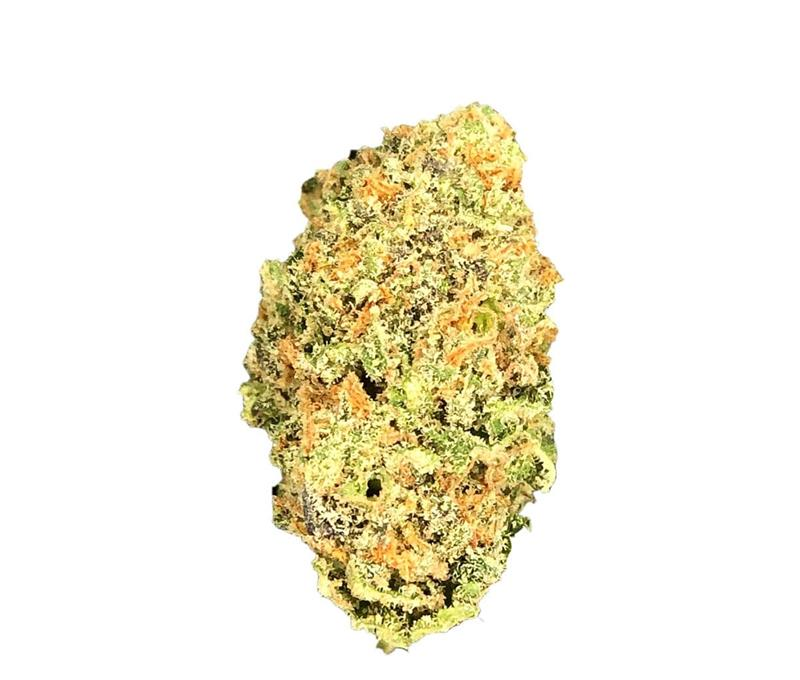 33/1 Amici GB - Godberry