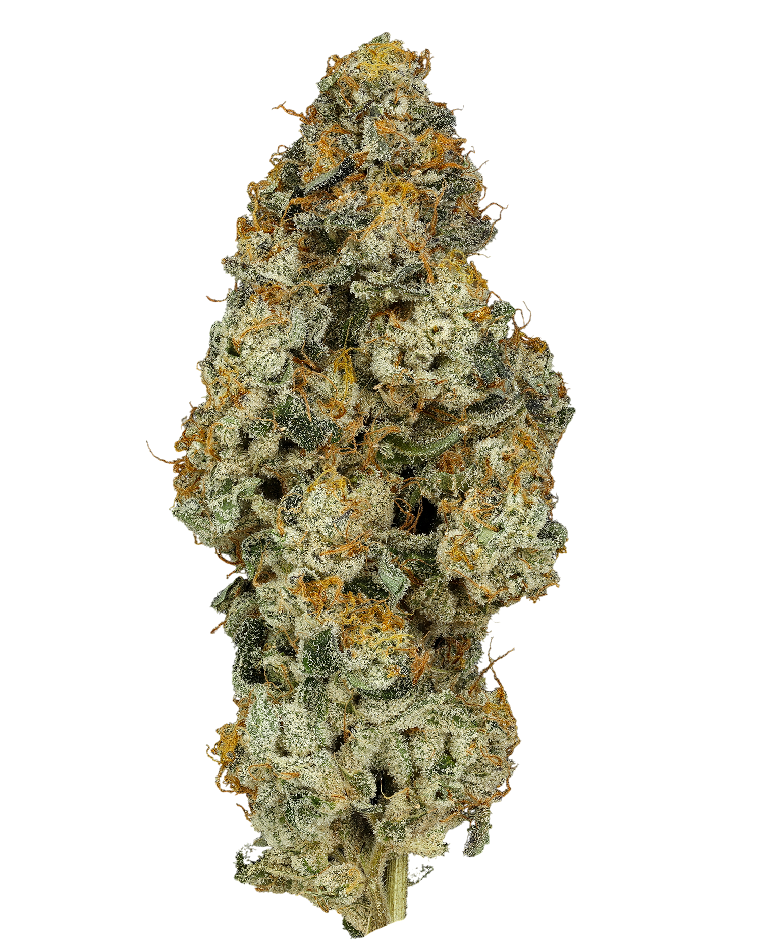 30/1 IUVO Platinum Oranges