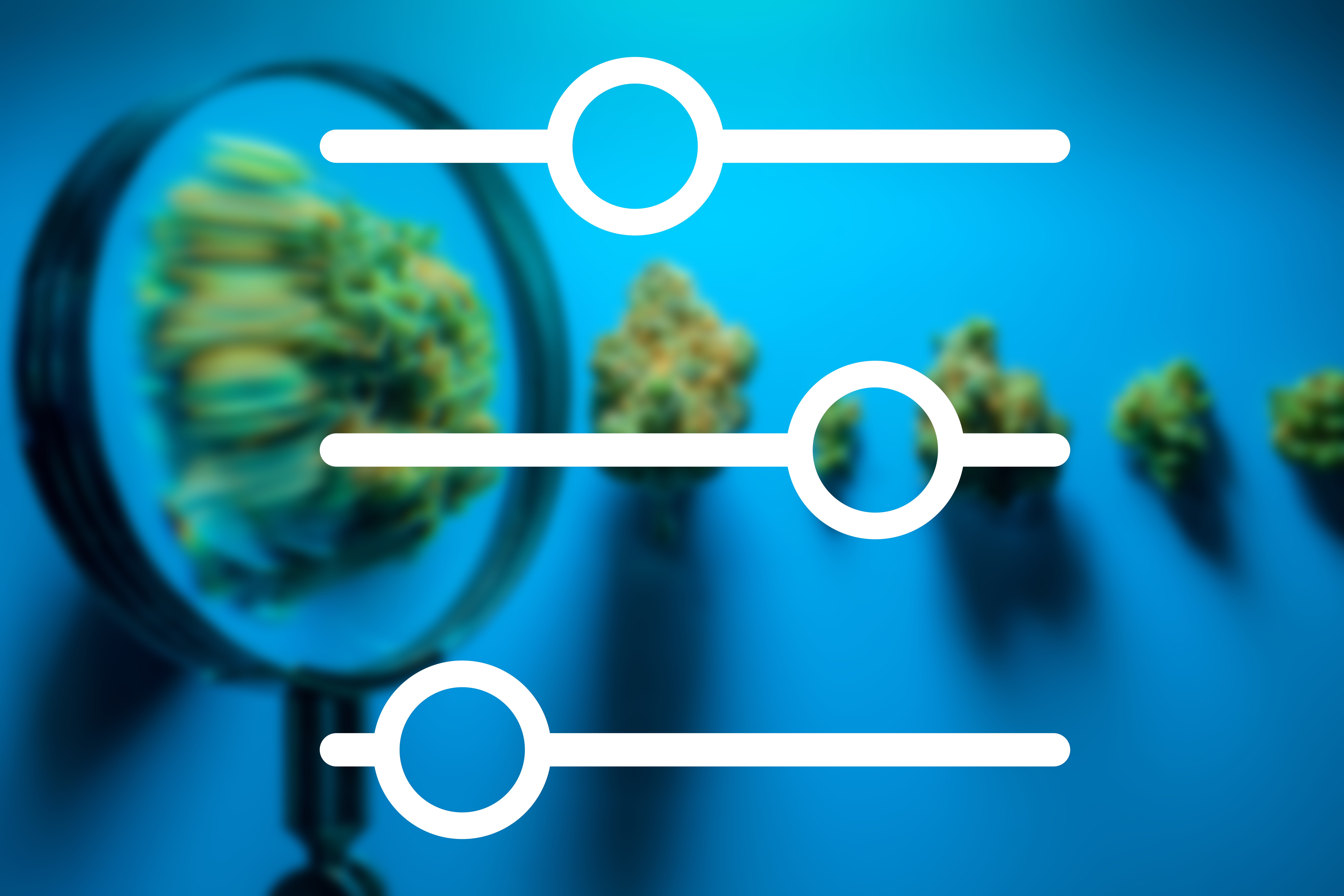 Bild mit Bezug zu 'Herbery_Versand_Apotheke_Cannabis_Blog_Filter'