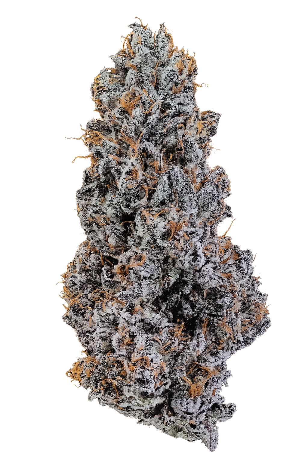 24/1 IUVO Ice Burn