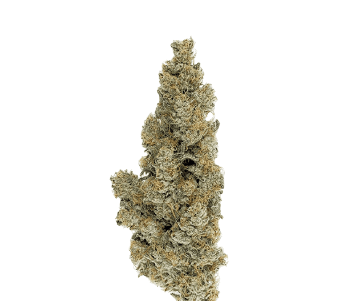 420 Evolution 27/1 CA ICC - Ice Cream Cake x Kush Mints