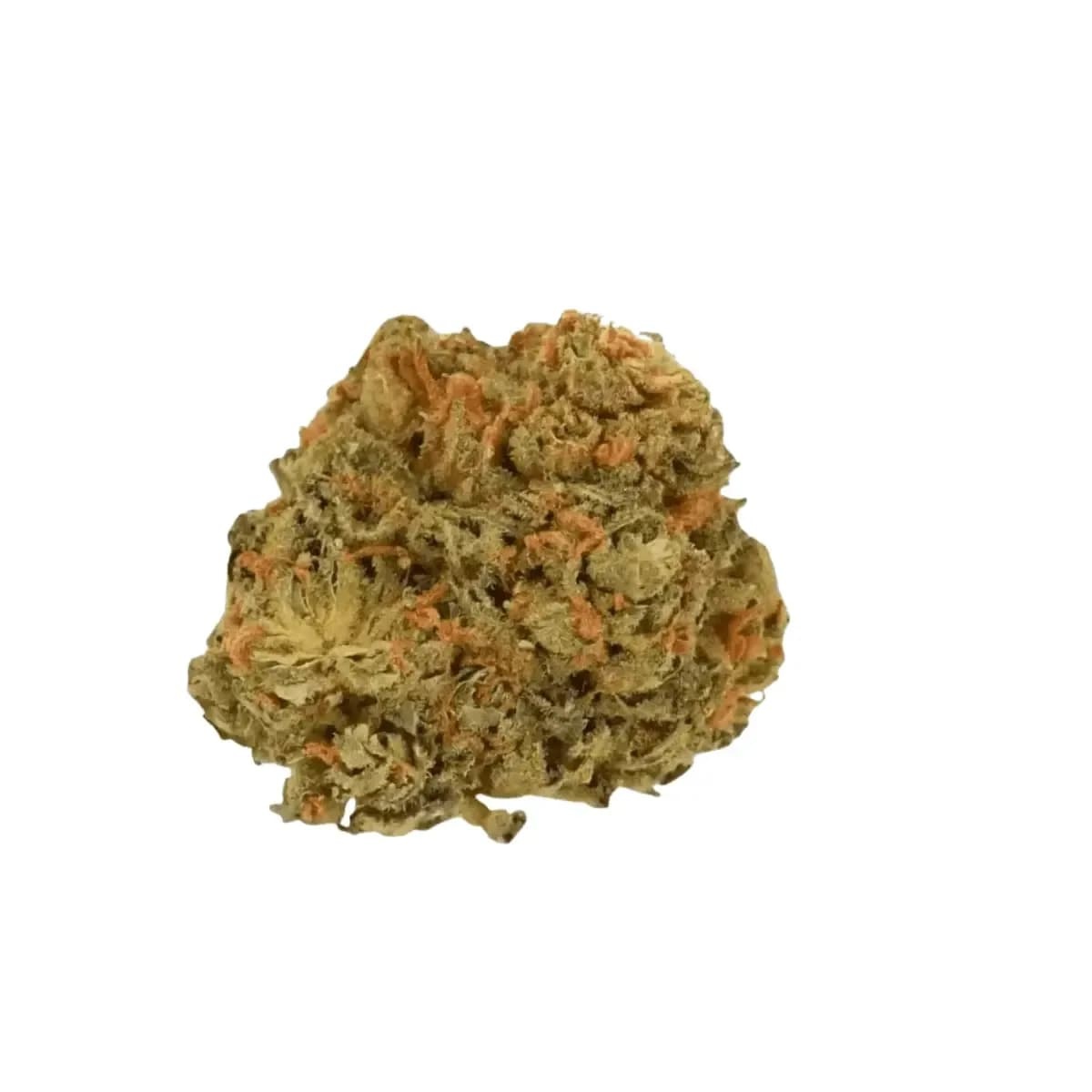Canify 27/1 CSF Ku. - Solpina Magic