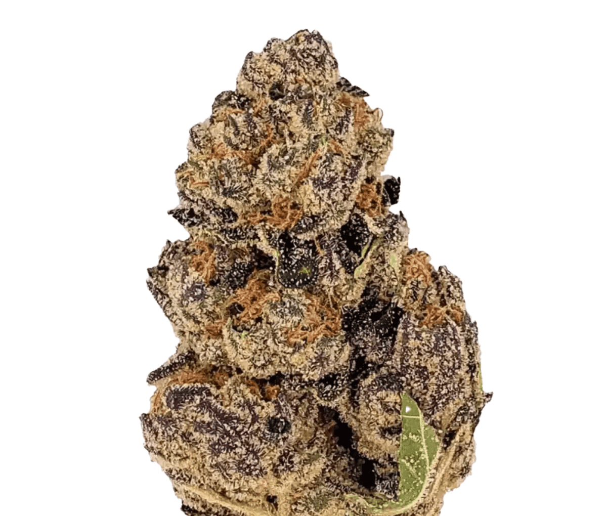 Luana 20/1 - Tropicana Cookies